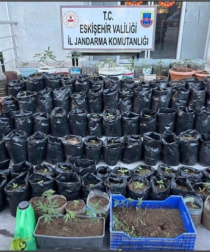 Jandarma saksılarda yetiştirilen 161 kök kenevir bitkisi ile esrar ele geçirdi