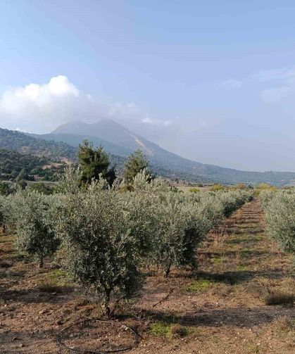 Eskişehir'in mikroklima havzasında zeytin bereketi