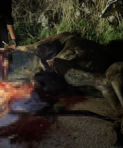 Kanalizasyon kuyusuna düşen at, tedavi edildikten sonra koruma altına alındı