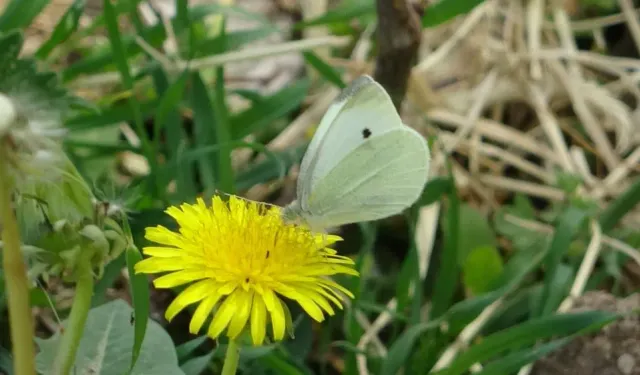 Ilıca'da ilkbahar güzelliği