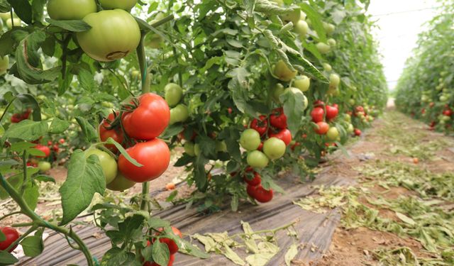 70 derecede Türkiye'nin en lezzetli domatesleri Eskişehir'de yetişiyor