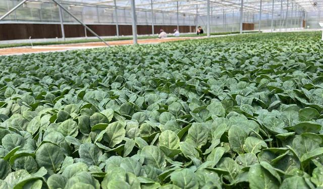 Eskişehir’den 10 milyon bitki fidesi Türkiye’nin dört bir yanına gönderiliyor