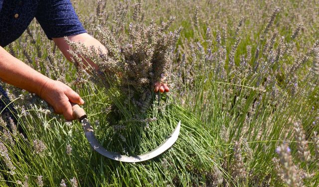 Eskişehir'de ilginç lavanta hasadı