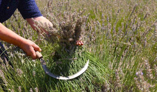 Eskişehir’de ilginç lavanta hasadı