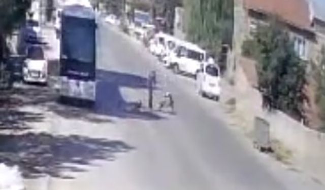 Köpeklerimi sen mi şikayet ettin"diyerek yaşlı adamı tekme tokat dövdü