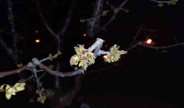 Zirai don zararına uğrayan çiftçilere destekleme ödemesi yapılacak