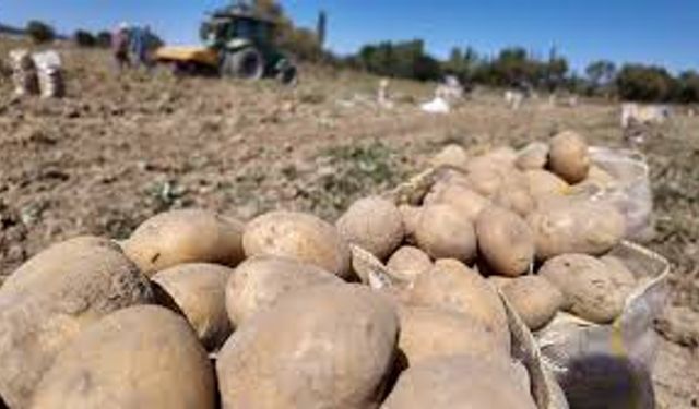 Kümbet'te yetiştirilen doğal patatesin hasadı başladı