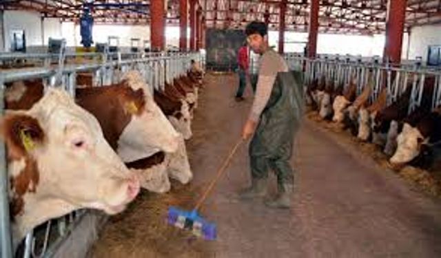 Hayvancılık destekleme miktarları artıyor