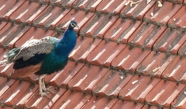Müstakil evin çatısında gezen tavus kuşu ilginç görüntü oluşturdu