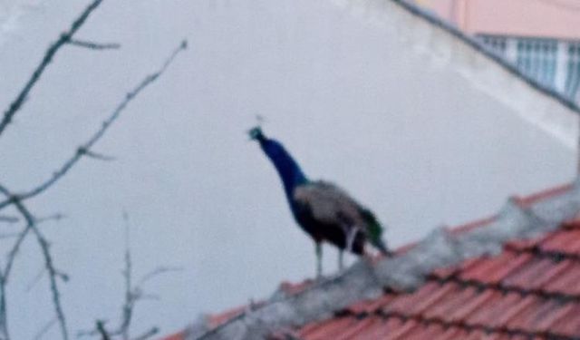 Çatı da gezen tavuskuşu ilginç görüntüler oluşturdu