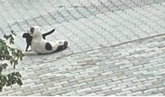 Kedi-köpek dostluğu kameralara yansıdı