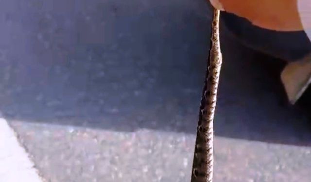 Yolda gördüğü zehirli yılanı elleriyle yakaladı