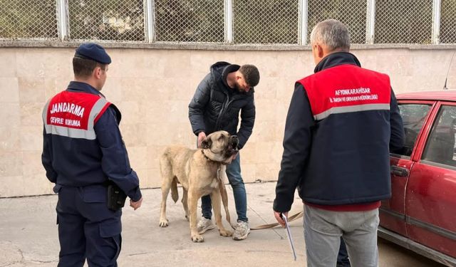 Köpek dövüştüren şahıslara jandarma baskını:12 gözaltı