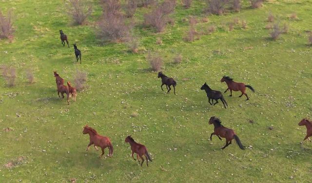 Eskişehir'deki yılkı atların özgür halleri havadan görüntülendi