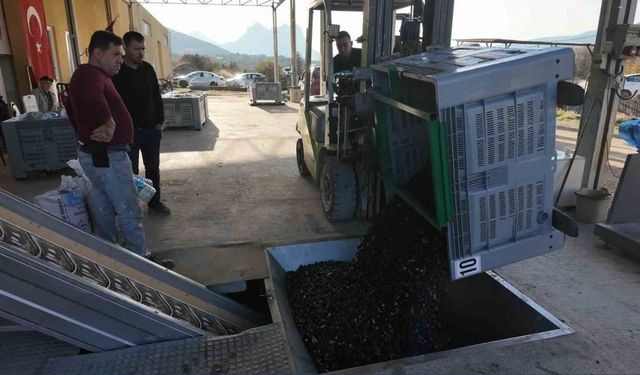 Eskişehir’in Akdeniz’inde zeytinyağının soğuk sıkım yolculuğu