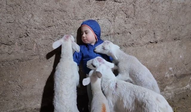 Kuzuların arasında kalan minik Yusuf'un tatlı halleri gülümsetti