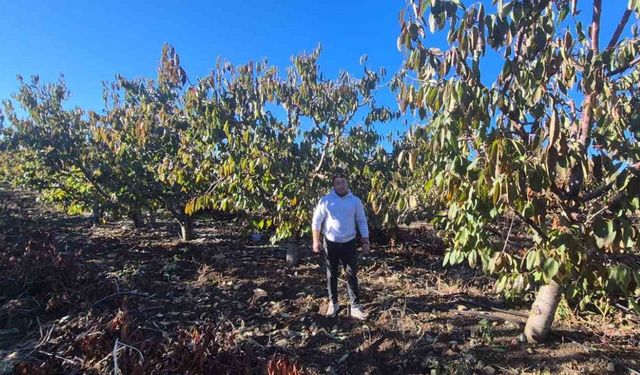 Zirai dondan etkilenen kiraz üreticisinden devlete destek teşekkürü