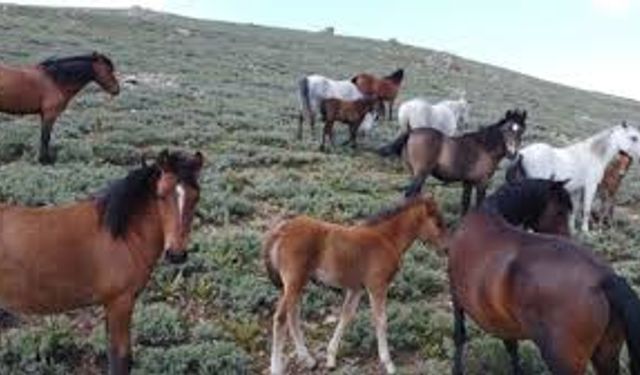 Eskişehir’deki dört nala koşan yılkı atları böyle görüntülendi