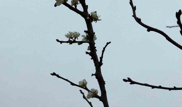 Eskişehir'de kayısı ağacı Aralık ayında çiçek açtı