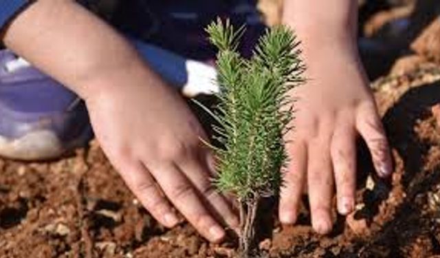 Eskişehir'de 2025 yılında 1 milyon fidan toprakla buluşturuldu