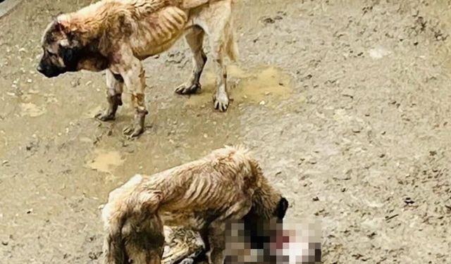 Belediye'ye ait barınakta aç kalan köpekler birbirini yedi