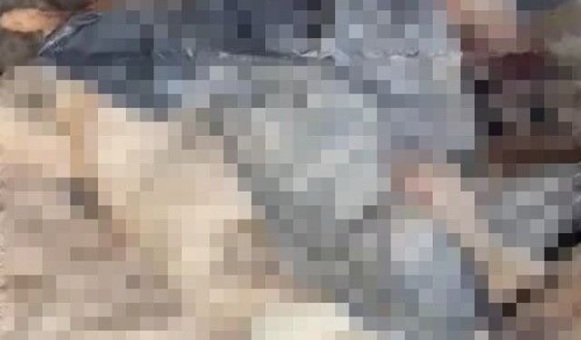 Bozüyük'teki barınak skandalına bir yenisi daha eklendi