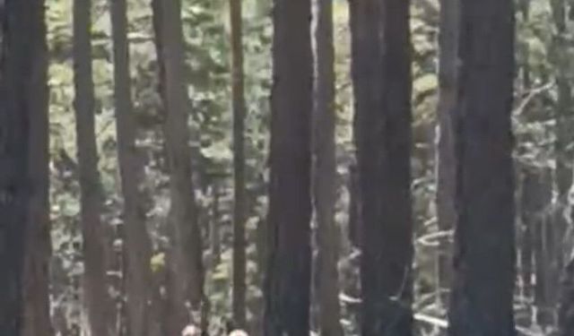 Geyik sürüsü amatör kameraya yansıdı