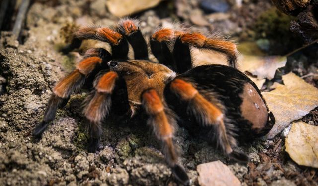 Hayvanat  Bahçesi’ne  30 Yeni Tür