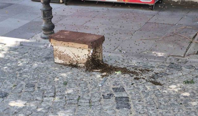 Eskişehir'de arı paniği