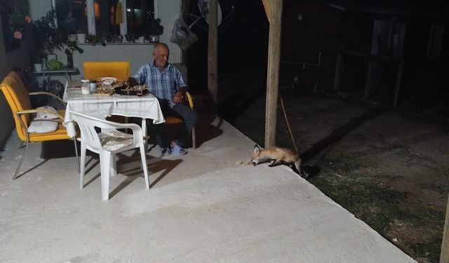 Eskişehir'de eve misafir olan tilki beslediler