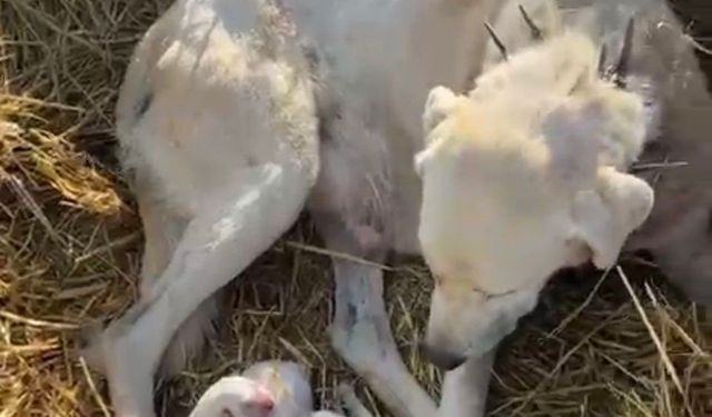 Çoban köpeği sürünün başında doğum yaptı