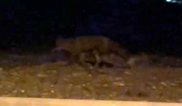 Eskişehir'de gece saatlerinde sokakta görülen tilki kamerada