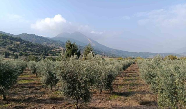 Eskişehir'in mikroklima havzasında zeytin bereketi