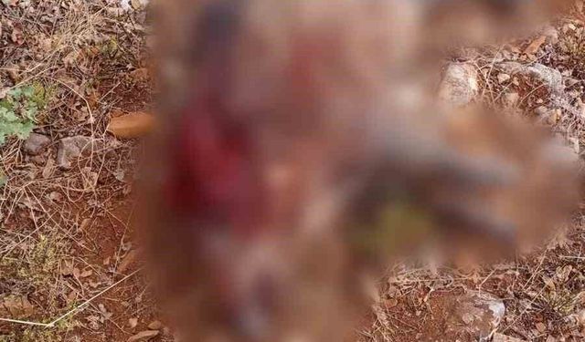 Sivrihisar'da tarım arazilerine zarar veren yaban domuzları avlandı