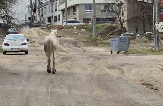 Başıboş atlar sokaklarda