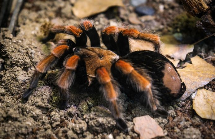 Hayvanat  Bahçesi’ne  30 Yeni Tür