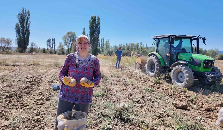 Kümbet’te yetiştirilen doğal patatesin hasadı başladı