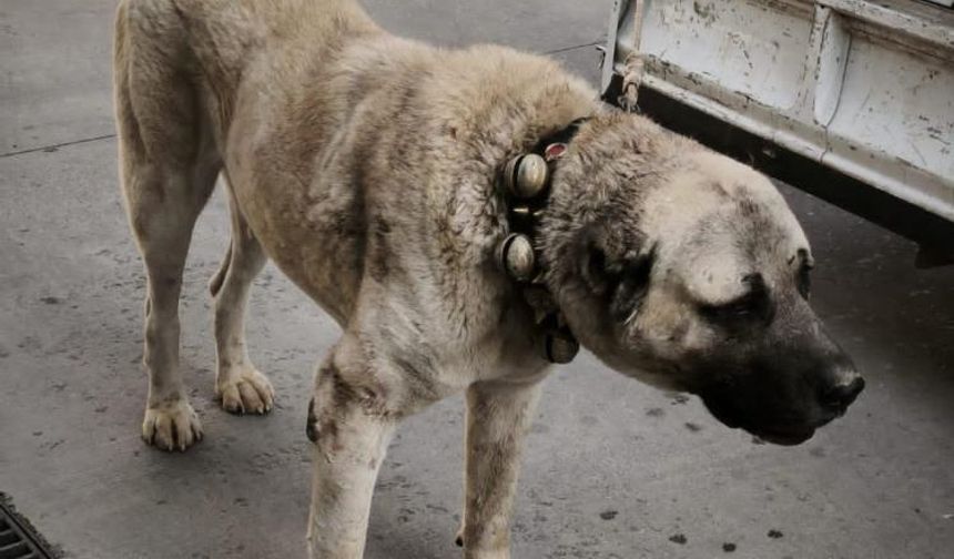 Köpek dövüştüren şahıslara jandarma baskını:12 gözaltı