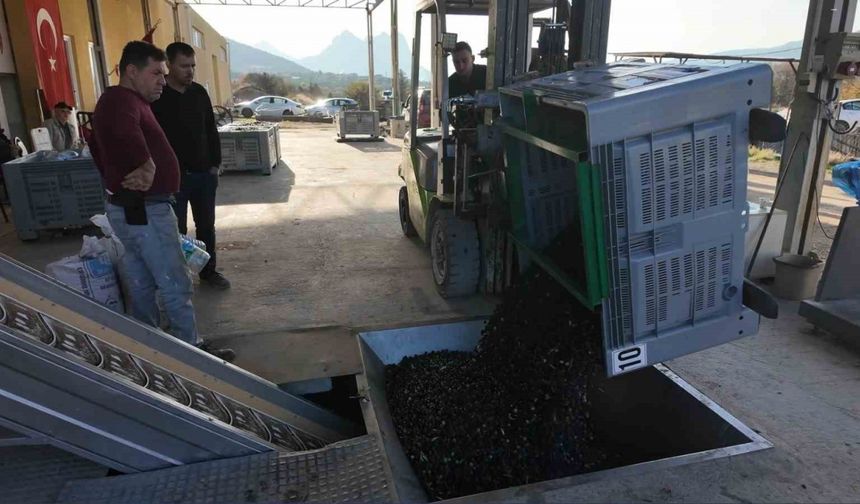 Eskişehir’in Akdeniz’inde zeytinyağının soğuk sıkım yolculuğu