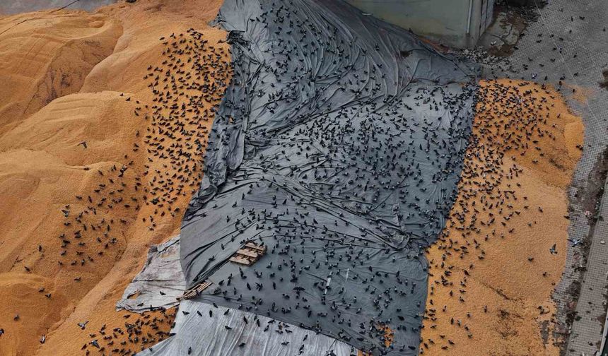 Güvercinler için adeta açık büfe