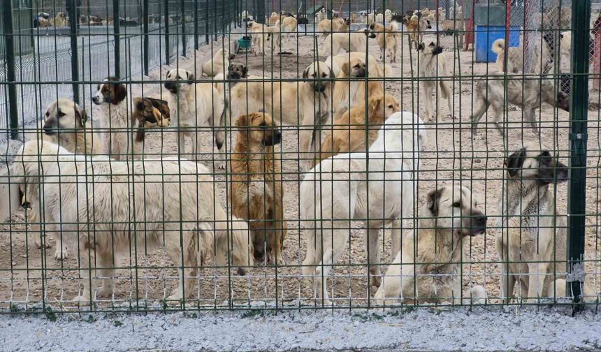 Barınakta aç ve susuz bırakılan köpeklerin birbirini parçaladığı iddiası