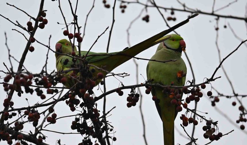Şirintepe Mahallesi'nde renkli görüntüler: Papağanlar parkı mesken tuttu