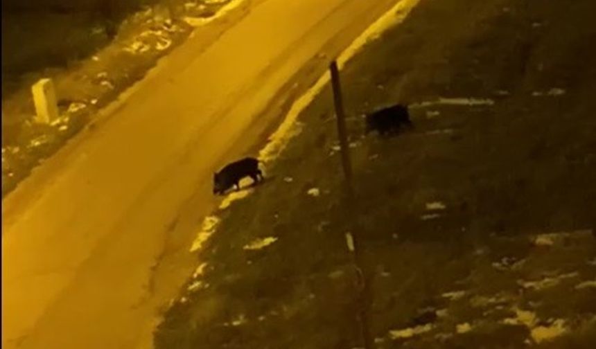 Aç kalan domuzlar şehre indi