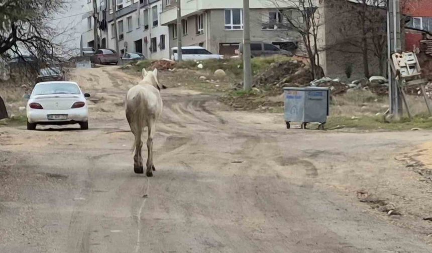 Başıboş atlar sokaklarda