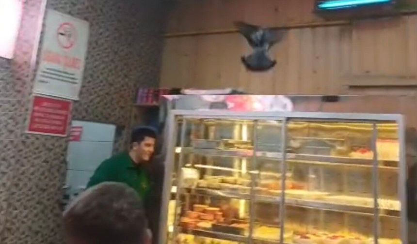 İftarda lokantaya giren güvercin ortalığı karıştırdı
