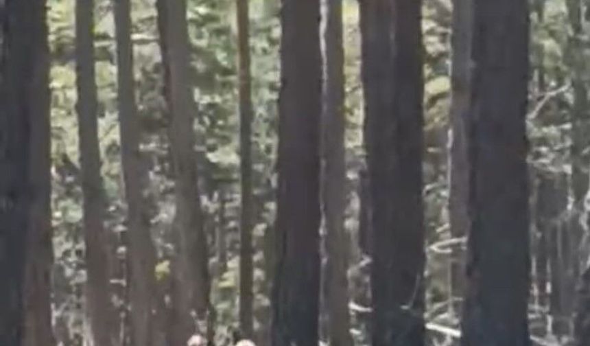 Geyik sürüsü amatör kameraya yansıdı