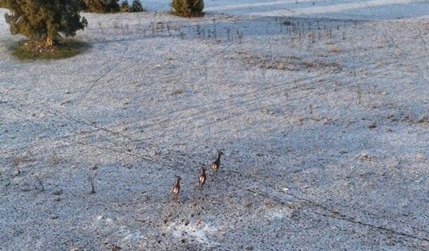 Karla kaplı dağlarda koşuşturan geyikler dronla böyle kaydedildi