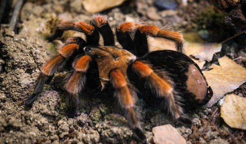 Hayvanat  Bahçesi’ne  30 Yeni Tür