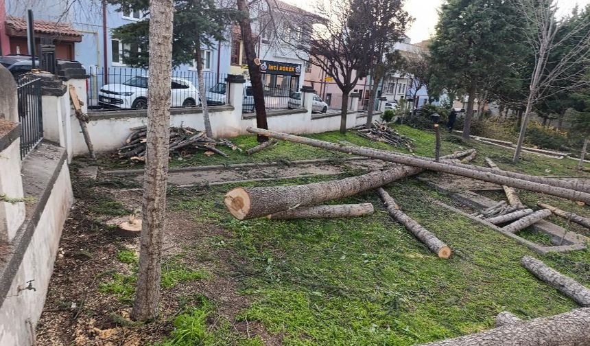 Cami Bahçesinde Kesilen 25 Ağaç Çevrecilerin Tepkisine neden oldu