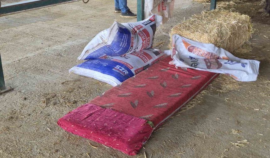 Kurbanlık satıcılarının çadır çilesi